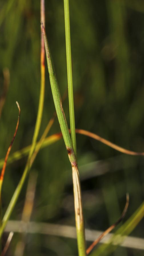 Poaceae: Festuca sp.